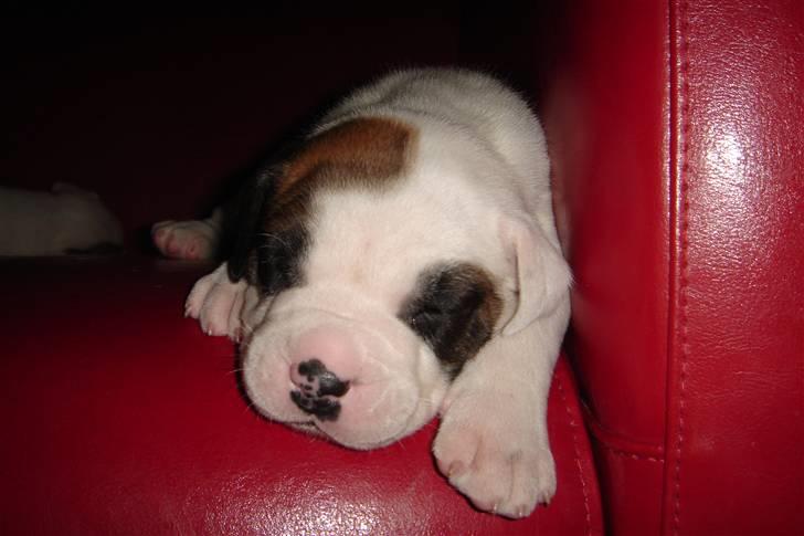 Amerikansk bulldog kovo - lækker ikke ss billede 3