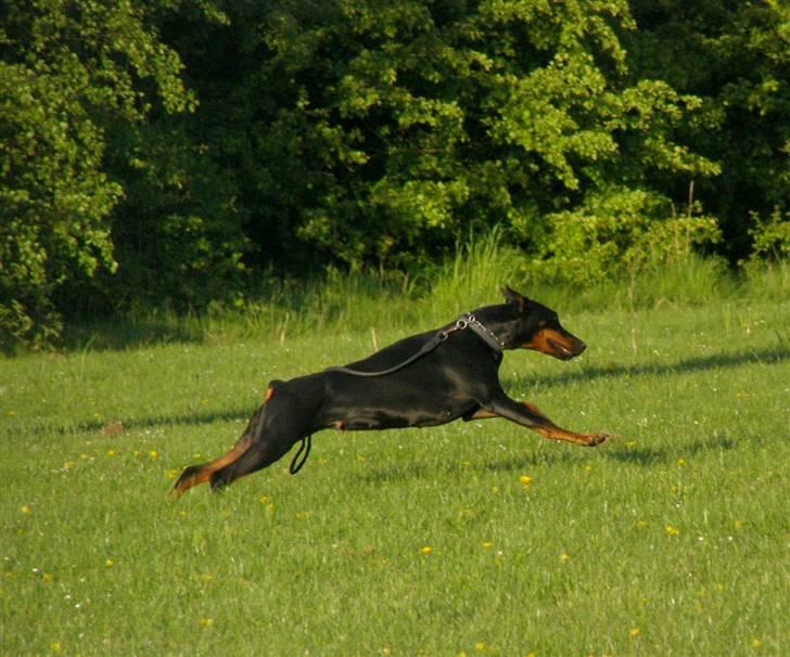 Dobermann Nita di altobello <3 billede 14