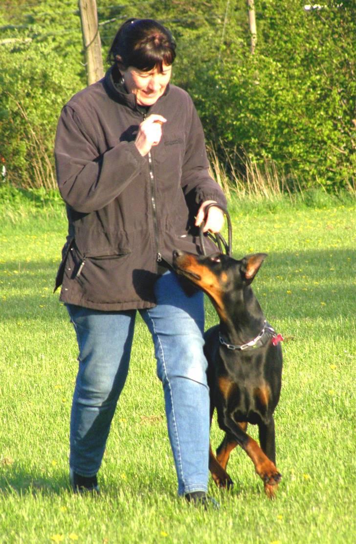 Dobermann Nita di altobello <3 billede 15