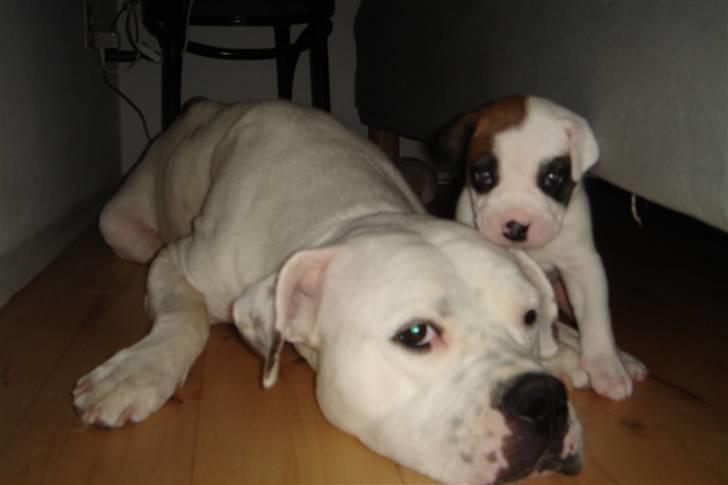 Amerikansk bulldog kovo billede 4