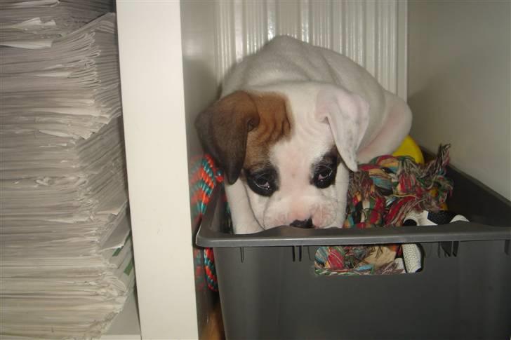 Amerikansk bulldog kovo - her sidder eg da meget godt billede 5