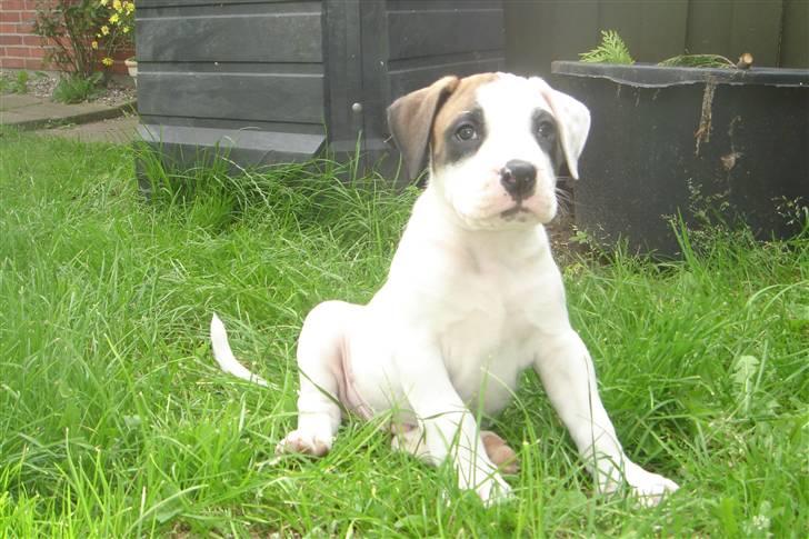Amerikansk bulldog kovo - dejligt udenfor billede 6