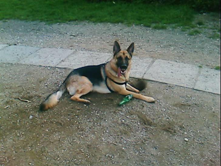 Amerikansk bulldog kovo - jacko, kovos storebror  billede 7