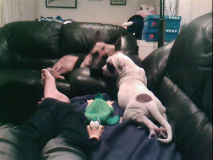 Amerikansk bulldog kovo - første dag hjemme, kovo 8 uger billede 8