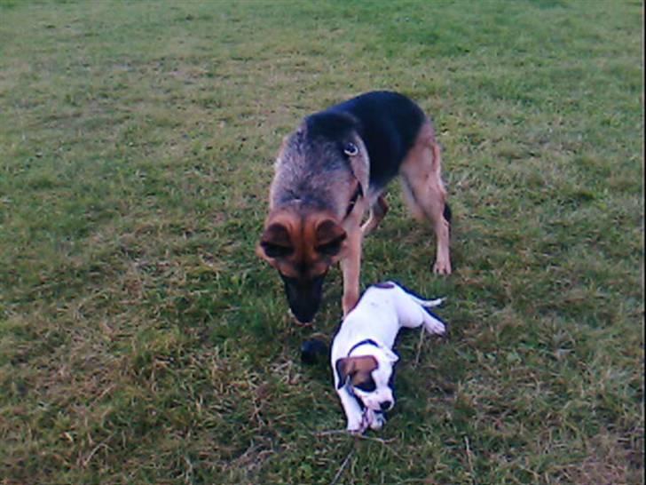 Amerikansk bulldog kovo - ude på marken billede 9