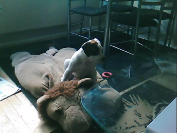 Amerikansk bulldog kovo - mig og min løve billede 10