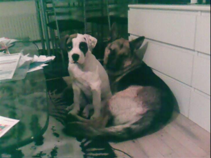 Amerikansk bulldog kovo - mig og storebror igen billede 11