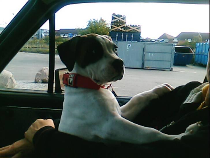 Amerikansk bulldog kovo - ude og køre bil billede 12