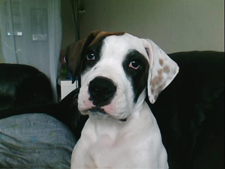 Amerikansk bulldog kovo - her er jeg så ss billede 13