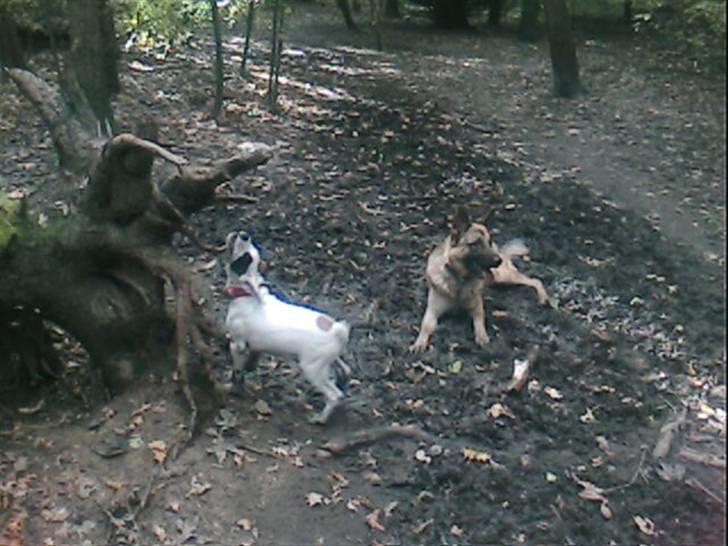 Amerikansk bulldog kovo - ude i skoven billede 14