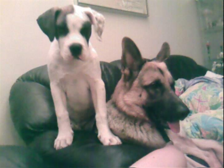 Amerikansk bulldog kovo - her er mig og storebror igen. billede 15