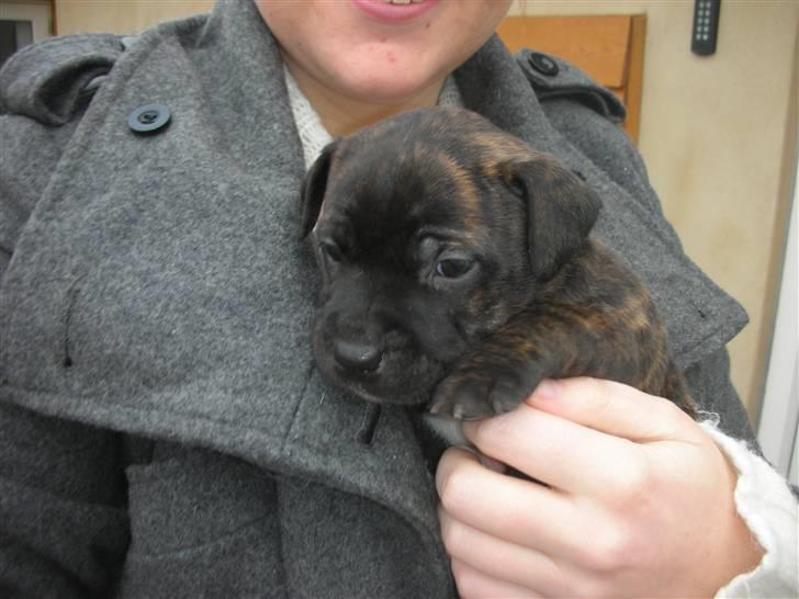 Staffordshire bull terrier LIVA billede 17