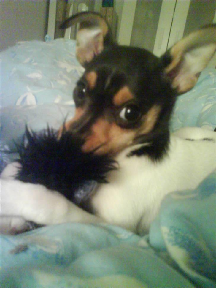 Blanding af racer Chloé billede 6