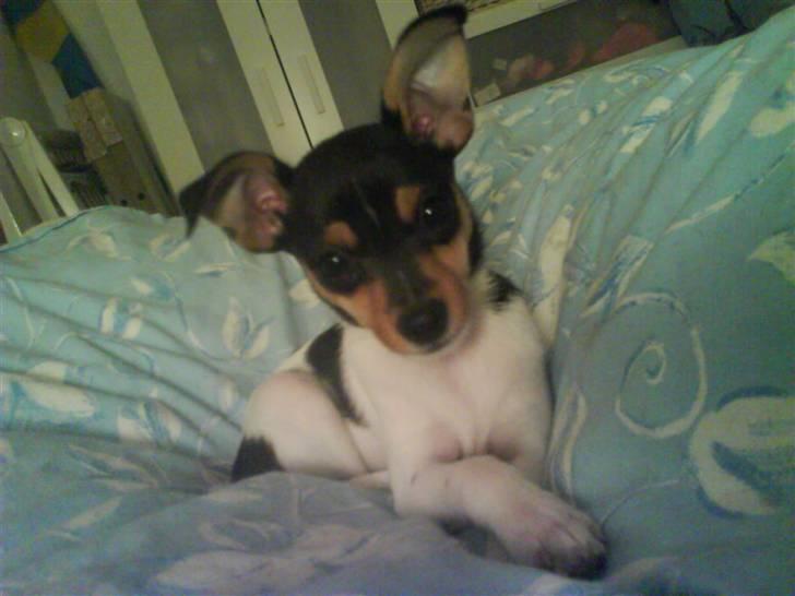 Blanding af racer Chloé billede 7