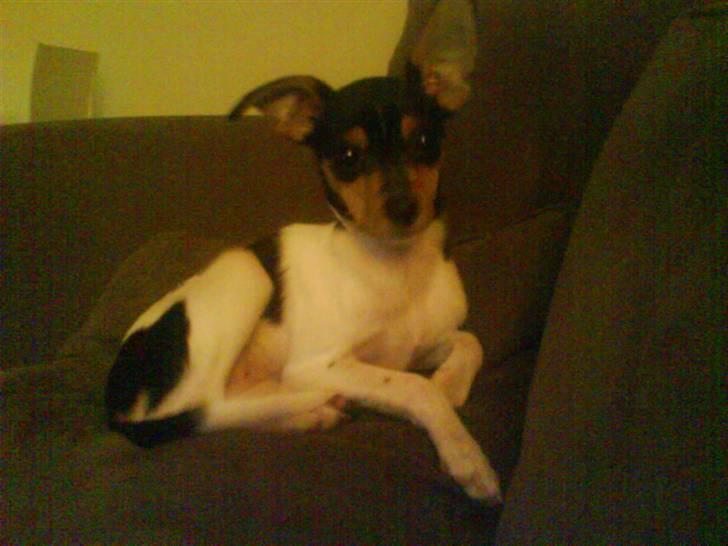 Blanding af racer Chloé billede 8