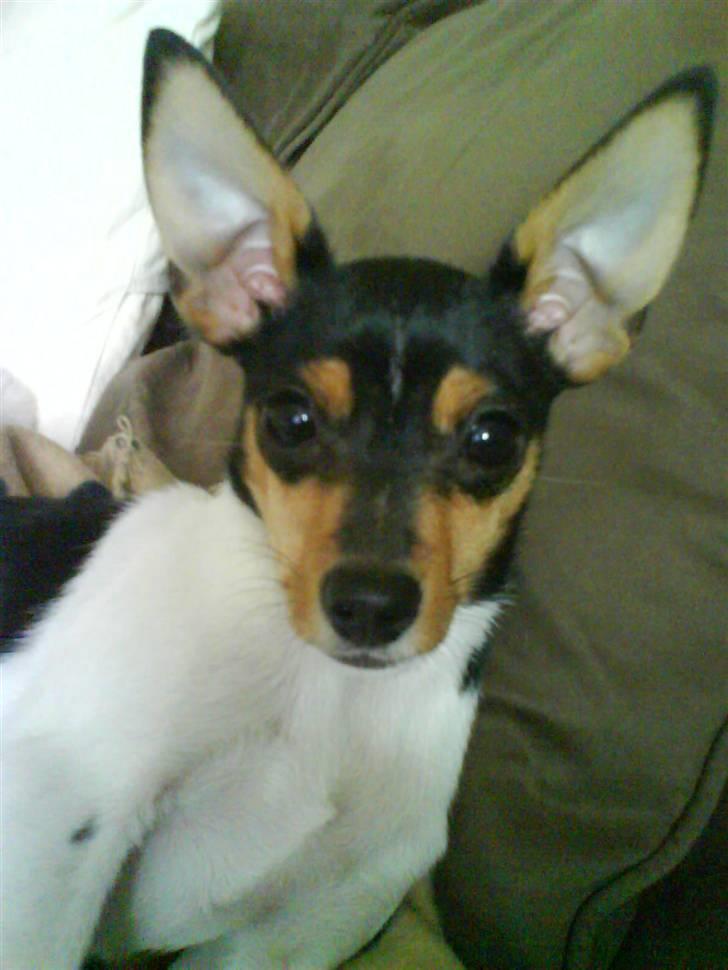 Blanding af racer Chloé billede 9