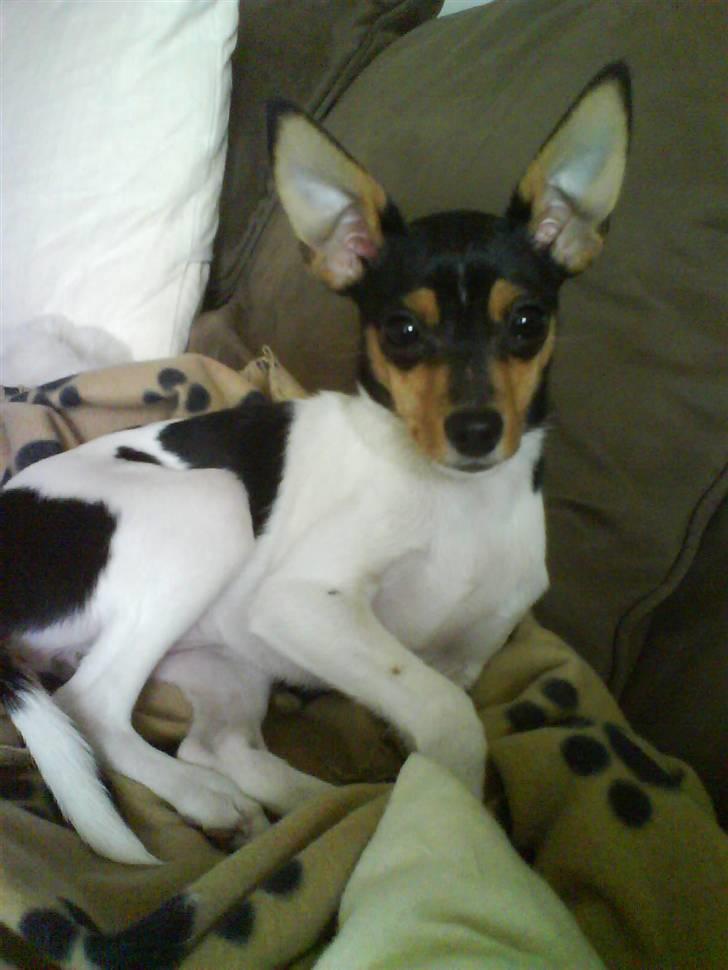 Blanding af racer Chloé billede 10