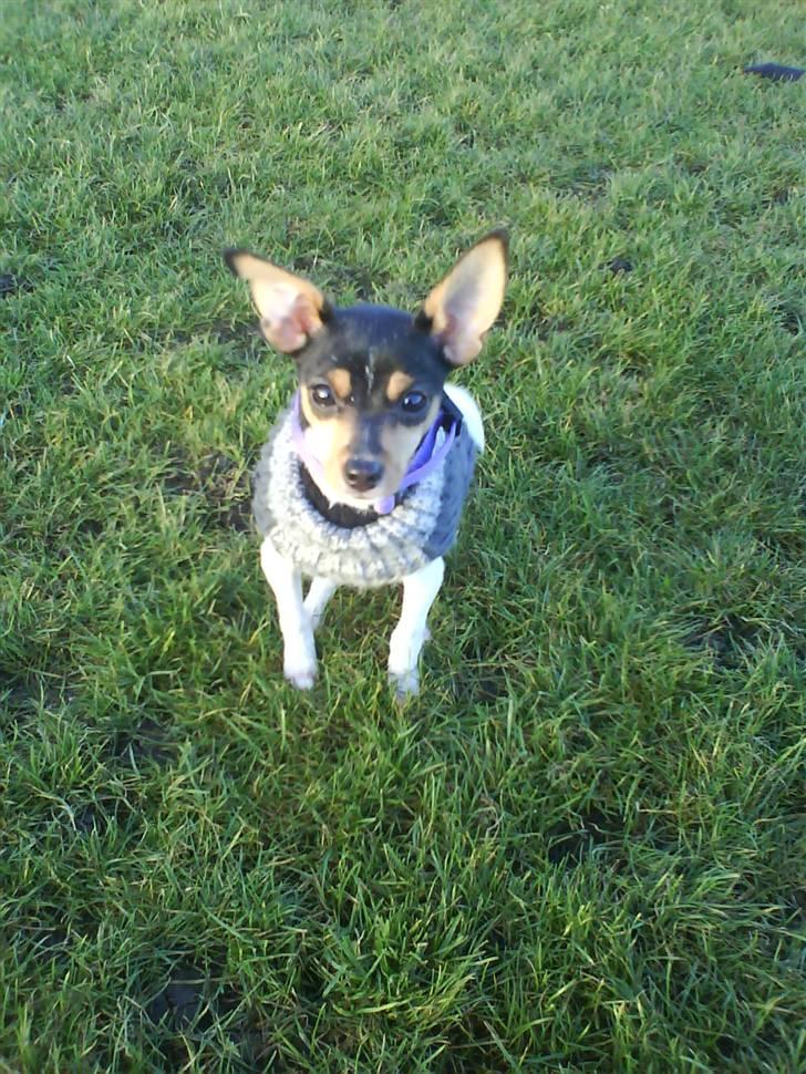 Blanding af racer Chloé billede 11