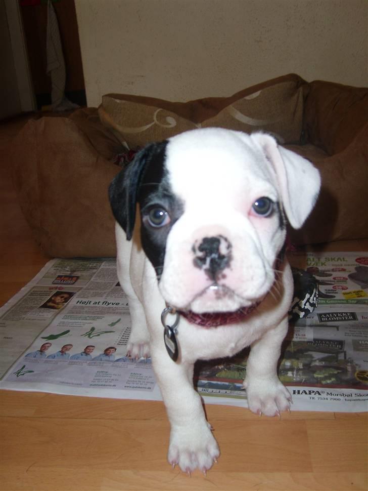 Fransk bulldog Cousteau billede 1