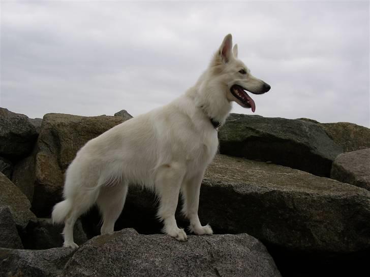 Hvid schæfer Niki billede 44