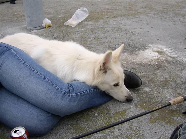 Hvid schæfer Niki billede 40