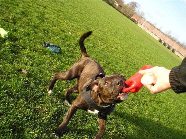 Staffordshire bull terrier Boris R.I.P billede 12