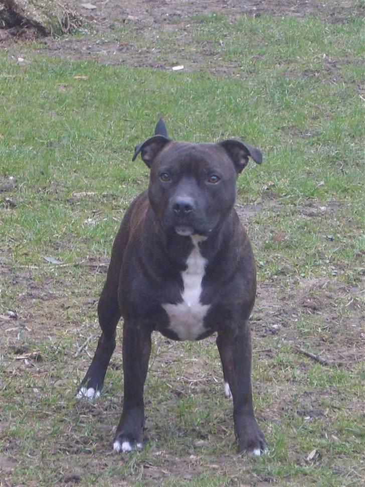 Staffordshire bull terrier Boris R.I.P billede 13