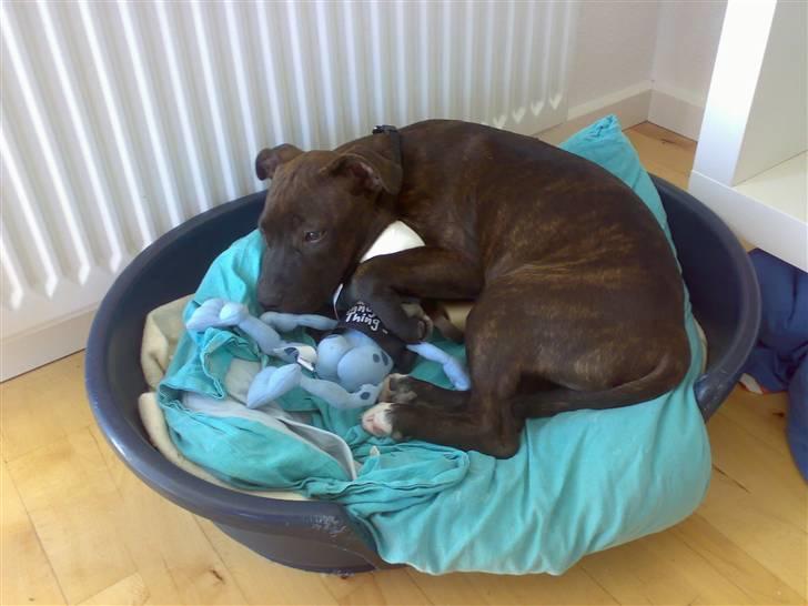 Staffordshire bull terrier Boris R.I.P billede 14