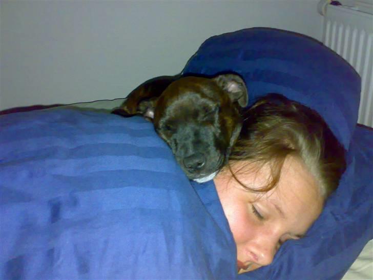 Staffordshire bull terrier Boris R.I.P billede 15