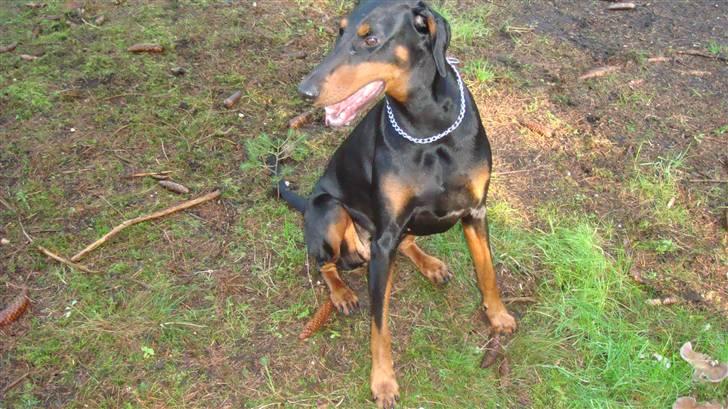 Dobermann chilli billede 1