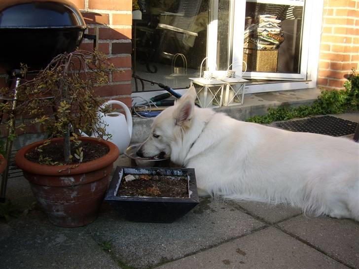 Hvid schæfer Niki billede 45