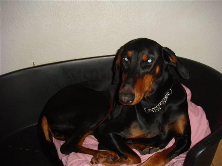 Dobermann chilli billede 2