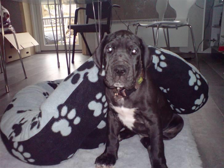 Grand danois Sille - gå nu væk med det kamera.. ved da godt jeg er bedårende  billede 7