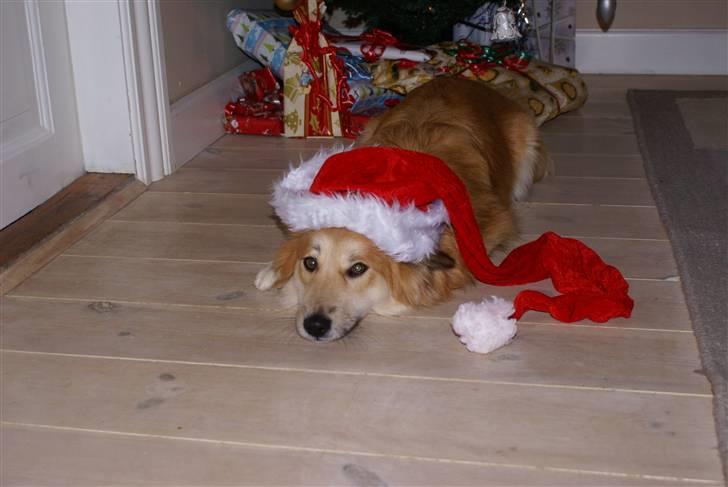 Islandsk fårehund Mysla (udtales "Misla") - Jul 2007 billede 16