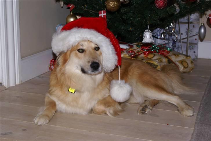 Islandsk fårehund Mysla (udtales "Misla") - Jul 2007 billede 17