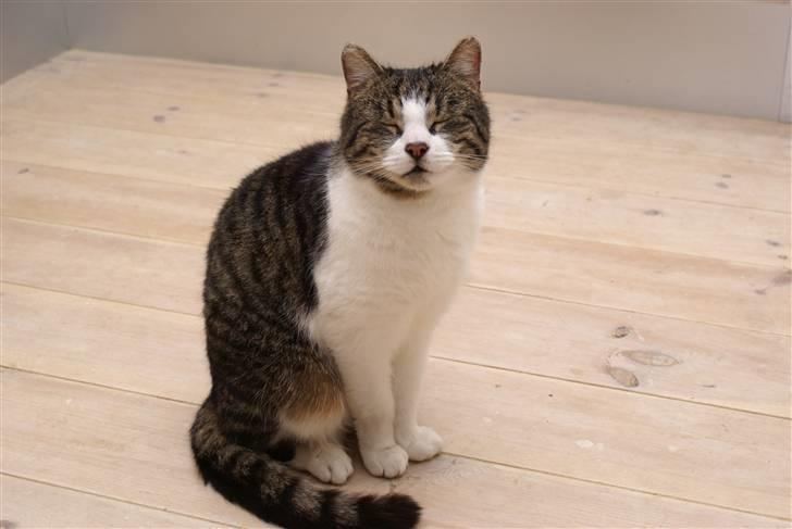 Islandsk fårehund Mysla (udtales "Misla") - Katten Sylvester (bedste ven) billede 18