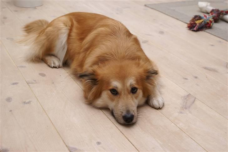 Islandsk fårehund Mysla (udtales "Misla") - Jan. Md. 2008 billede 19