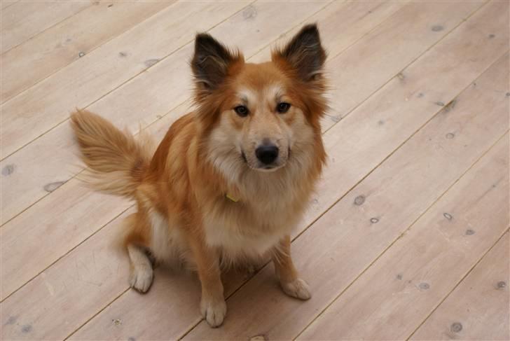 Islandsk fårehund Mysla (udtales "Misla") - Jan. Md. 2008 billede 20