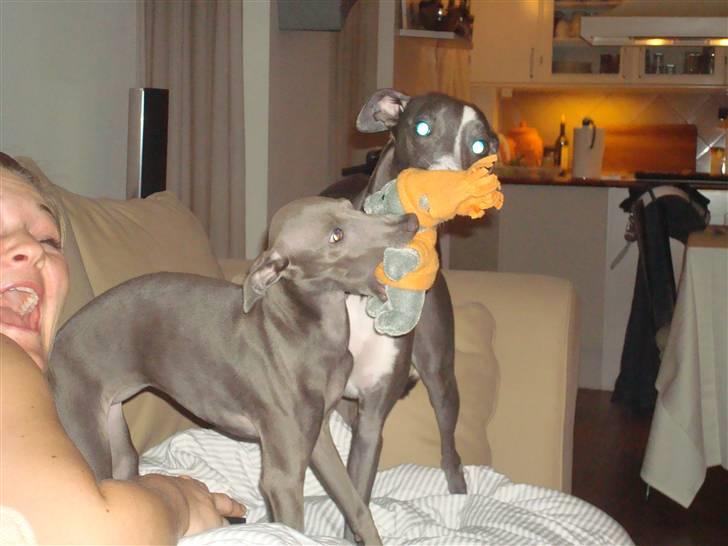 Whippet Ninja billede 14