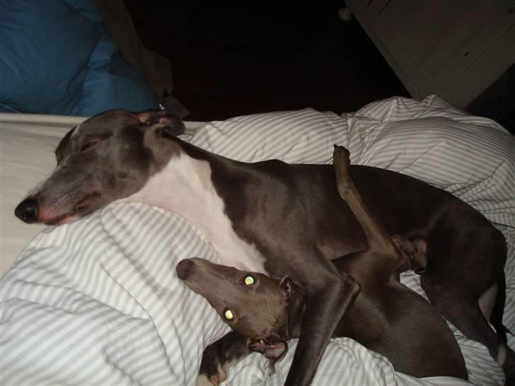 Whippet Ninja billede 15