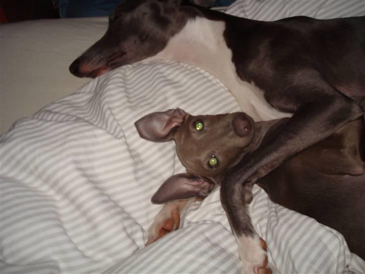 Italiensk mynde Fergie - jeg begynder at drille ham om lidt... billede 8