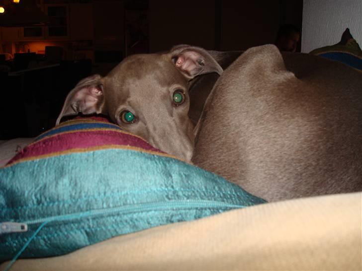 Italiensk mynde Fergie - Min yndlings pude billede 9