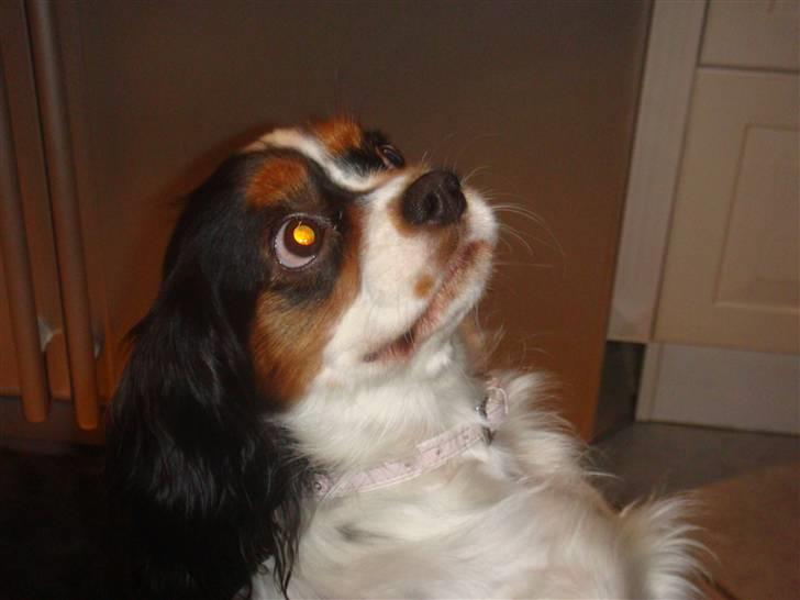 Cavalier king charles spaniel cherie - tigger ?   MIG  NEEJ DA billede 13