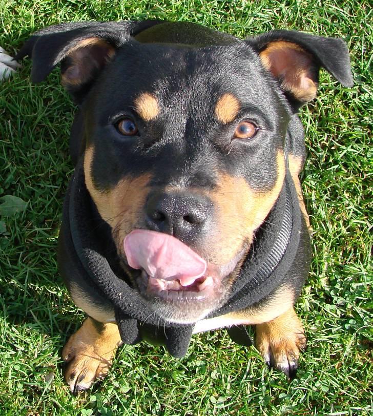 Staffordshire bull terrier Bacon billede 14