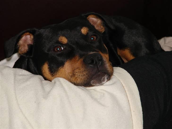 Staffordshire bull terrier Bacon billede 15