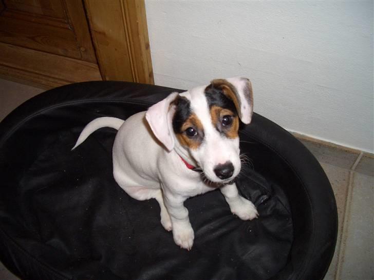Jack russell terrier <3 sally <3 - i kan da ikke stå for mig billede 1