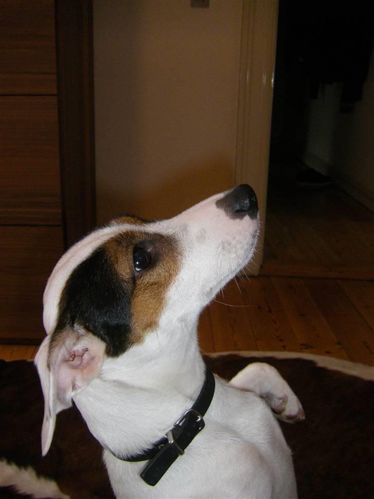 Jack russell terrier <3 sally <3 billede 2