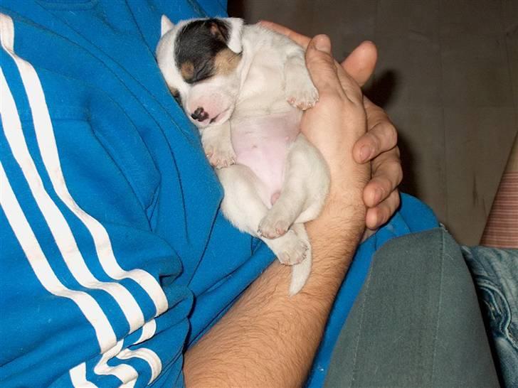 Jack russell terrier <3 sally <3 billede 3