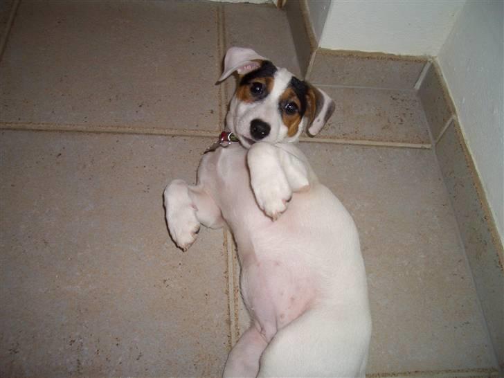 Jack russell terrier <3 sally <3 - er jeg ikke sød billede 4