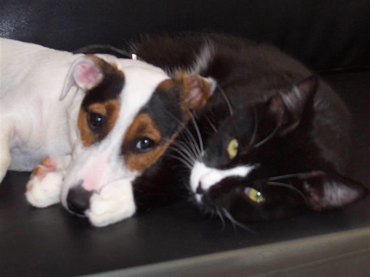 Jack russell terrier <3 sally <3 - vi elsker at putte billede 5